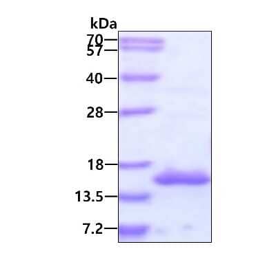 SDS-PAGE Recombinant Human POLR2J His Protein